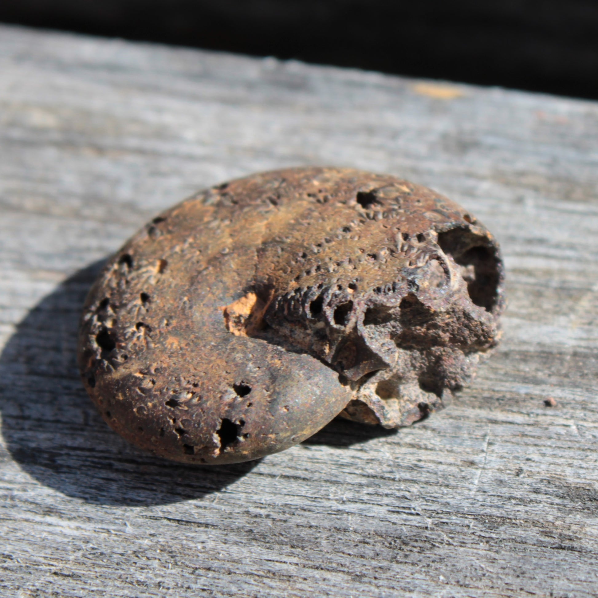 Small Ammonite 4.3-5.3g Rocks and Things