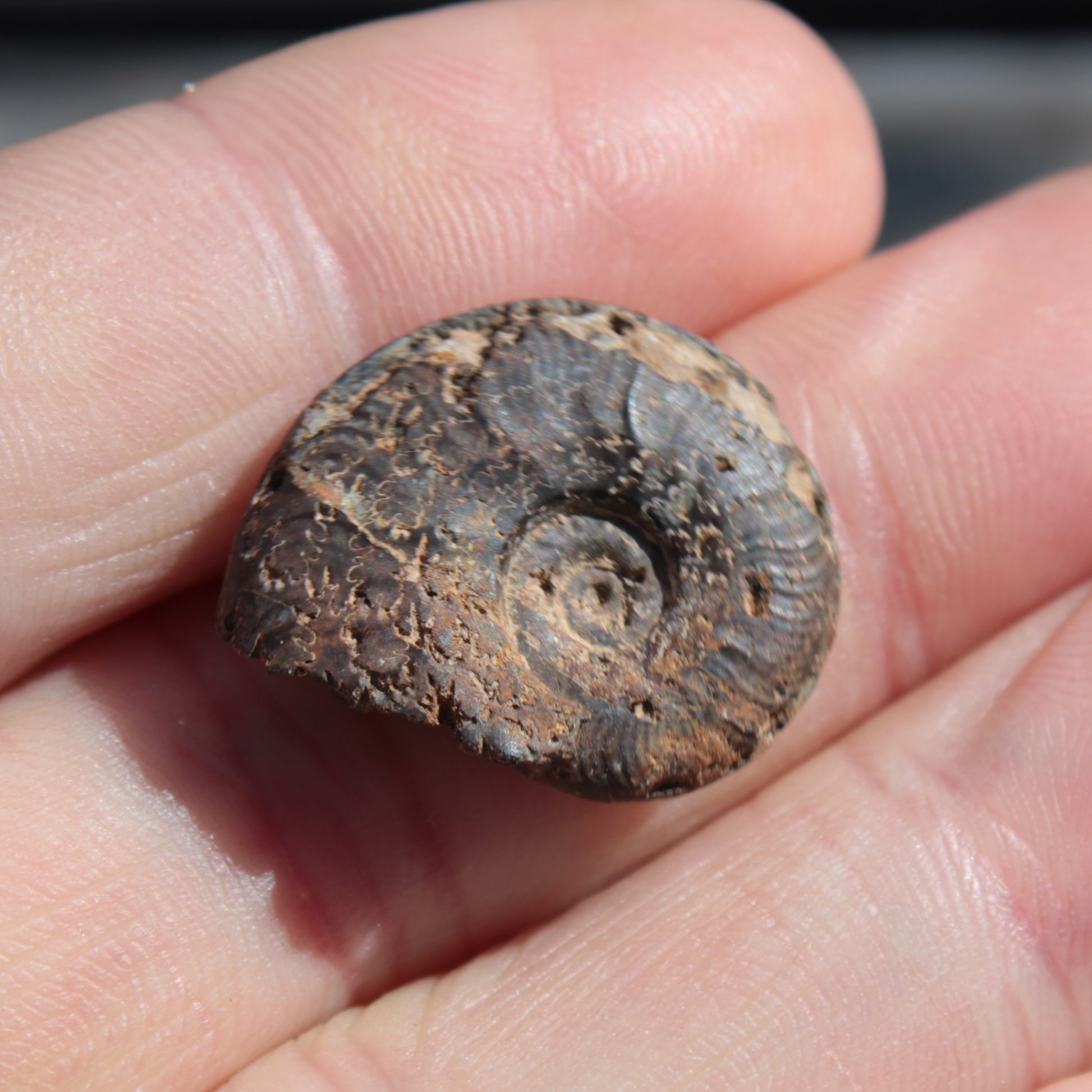 Small Ammonite 4.3-5.3g Rocks and Things