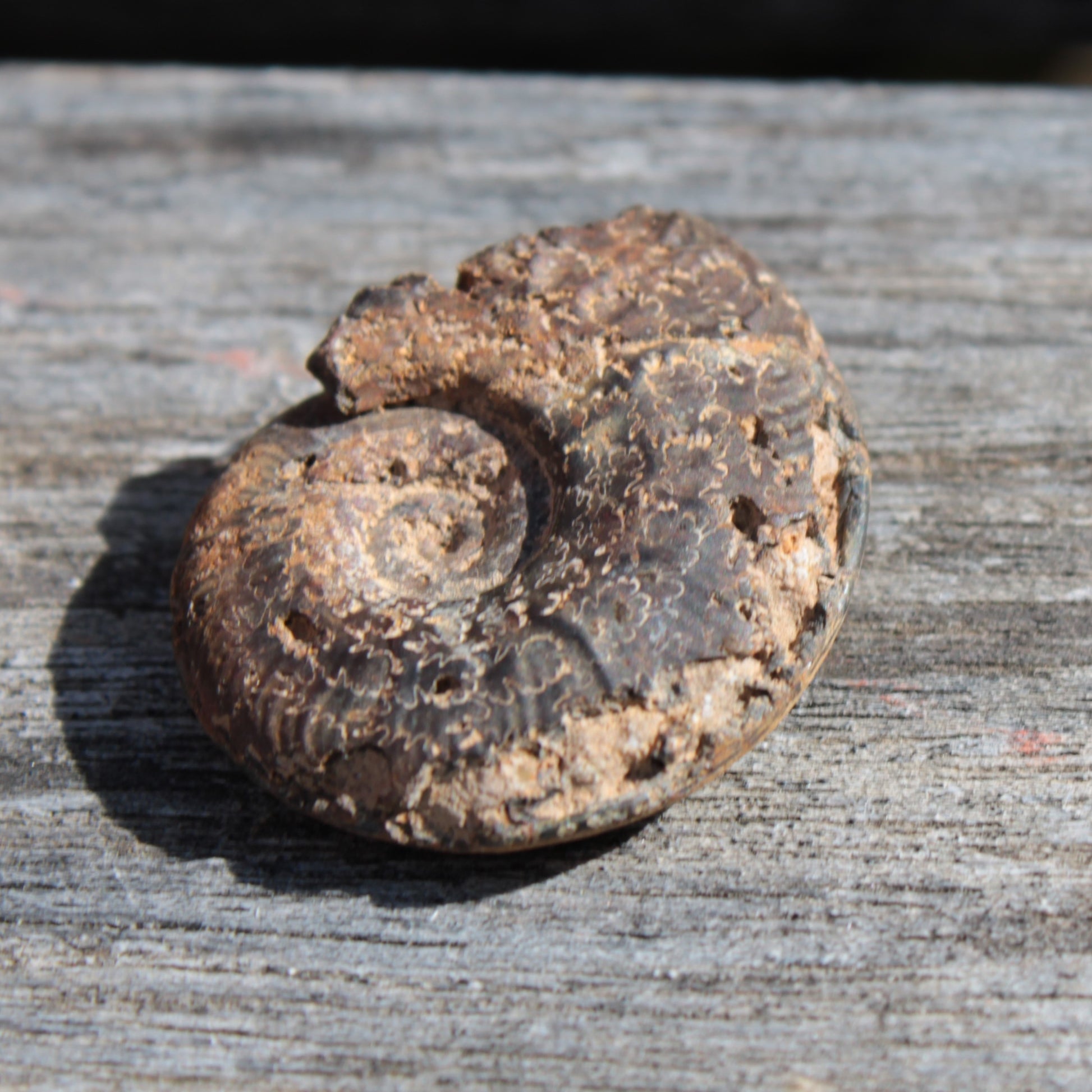 Small Ammonite 4.3-5.3g Rocks and Things