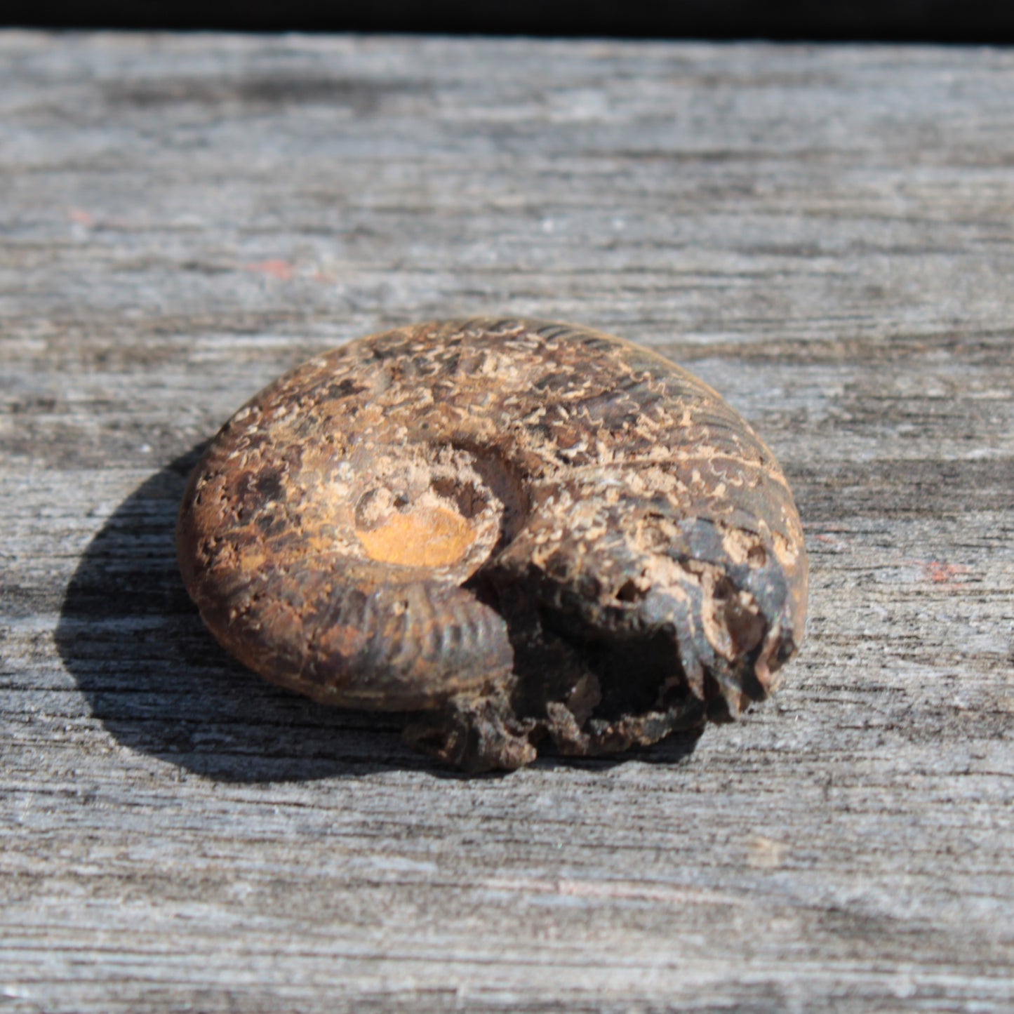 Small Ammonite 4.3-5.3g