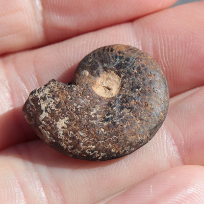 Small Ammonite 4.3-5.3g Rocks and Things