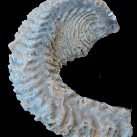 Zipper Oyster half from Madagascar 18.1-24.7g Rocks and Things