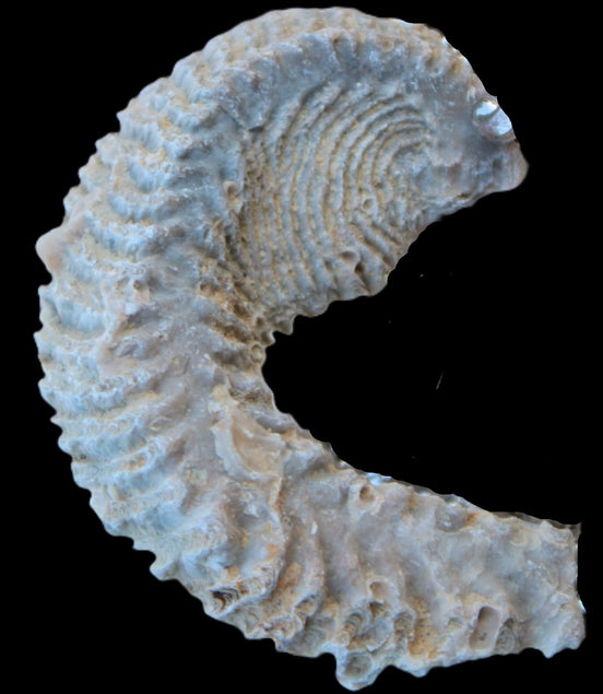 Zipper Oyster half from Madagascar 18.1-24.7g Rocks and Things