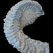 Zipper Oyster half from Madagascar 18.1-24.7g Rocks and Things