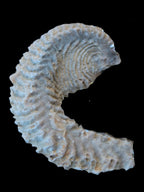 Zipper Oyster half from Madagascar 18.1-24.7g Rocks and Things