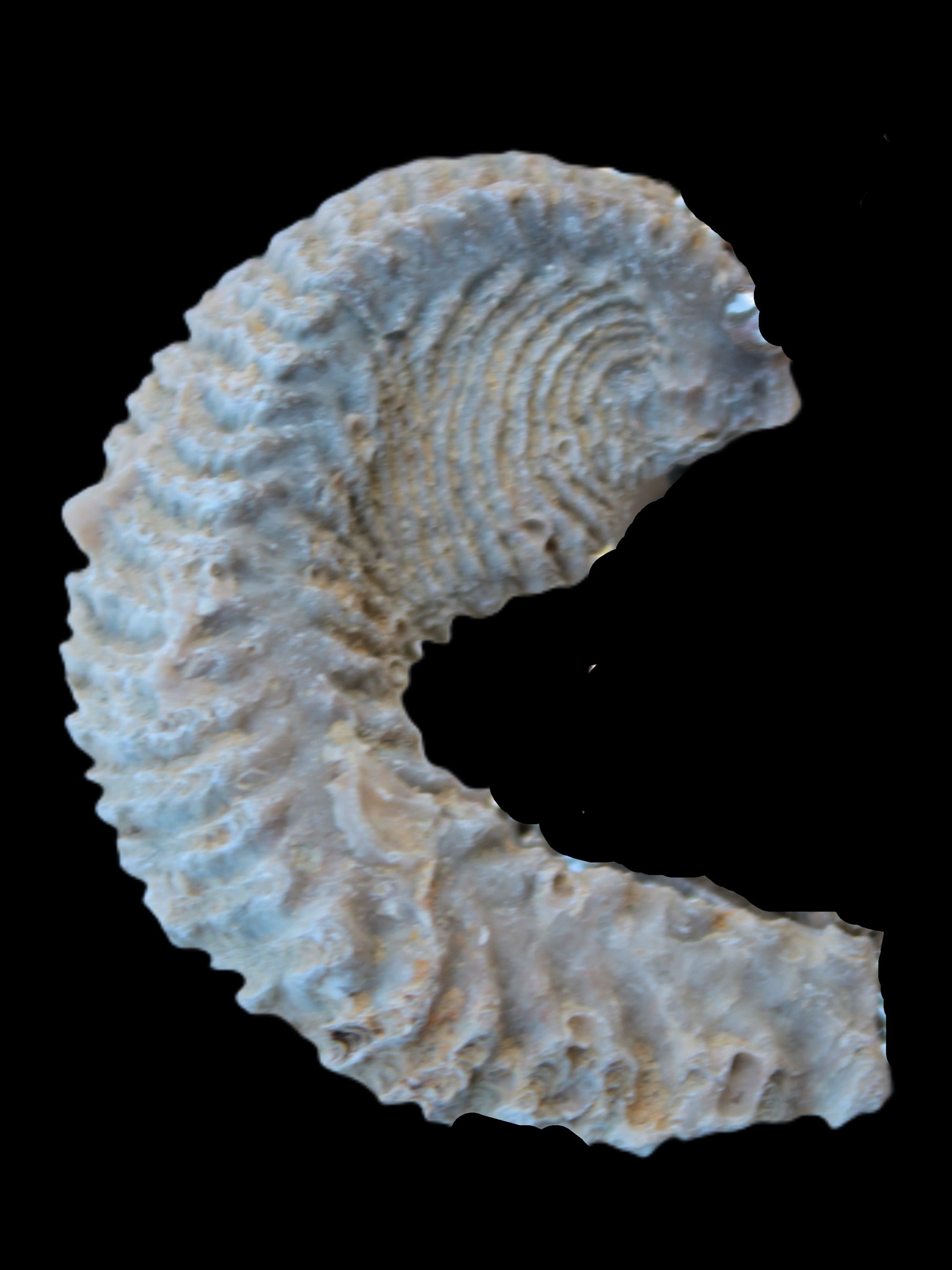 Zipper Oyster half from Madagascar 18.1-24.7g Rocks and Things