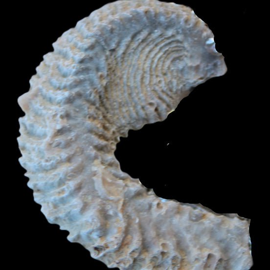 Zipper Oyster half from Madagascar 18.1-24.7g Rocks and Things