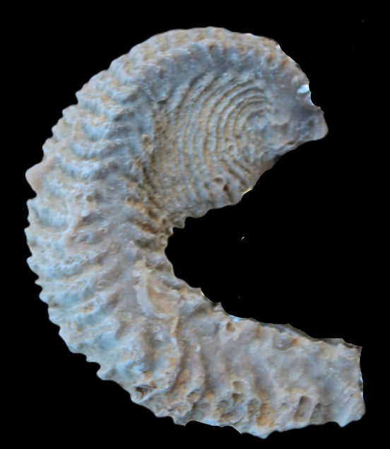 Zipper Oyster half from Madagascar 18.1-24.7g Rocks and Things