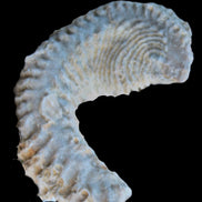 Zipper Oyster half from Madagascar 18.1-24.7g Rocks and Things