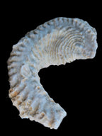 Zipper Oyster half from Madagascar 18.1-24.7g Rocks and Things