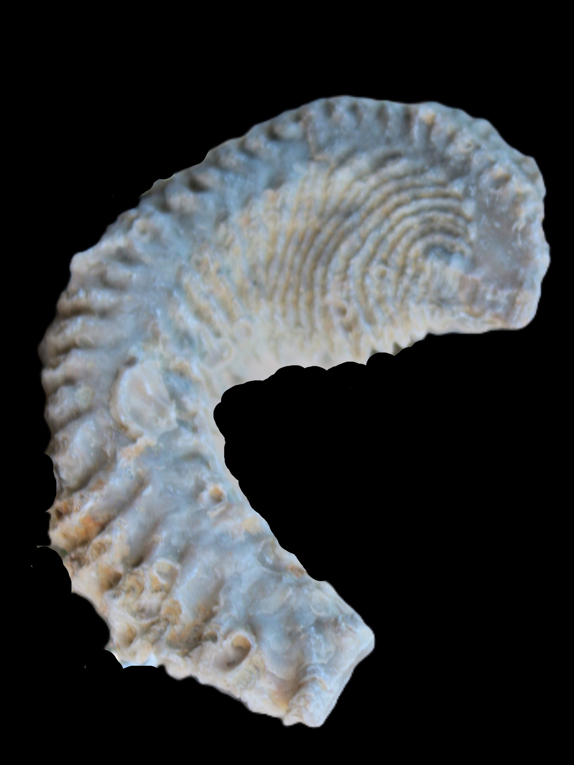 Zipper Oyster half from Madagascar 18.1-24.7g Rocks and Things