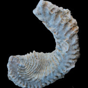 Zipper Oyster half from Madagascar 18.1-24.7g Rocks and Things