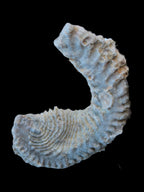 Zipper Oyster half from Madagascar 18.1-24.7g Rocks and Things