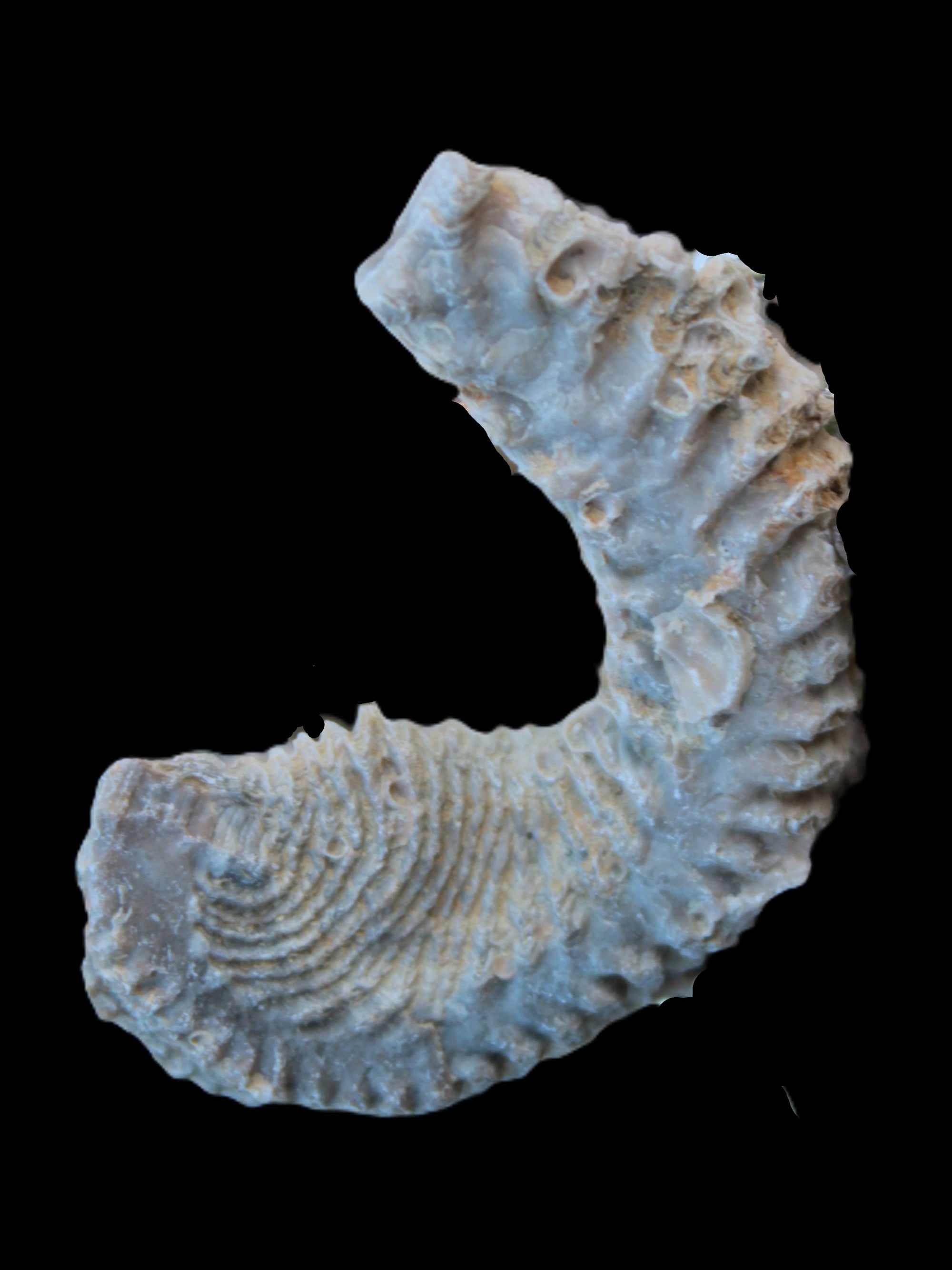 Zipper Oyster half from Madagascar 18.1-24.7g Rocks and Things