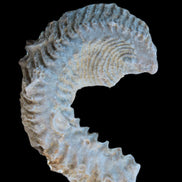 Zipper Oyster half from Madagascar 18.1-24.7g Rocks and Things