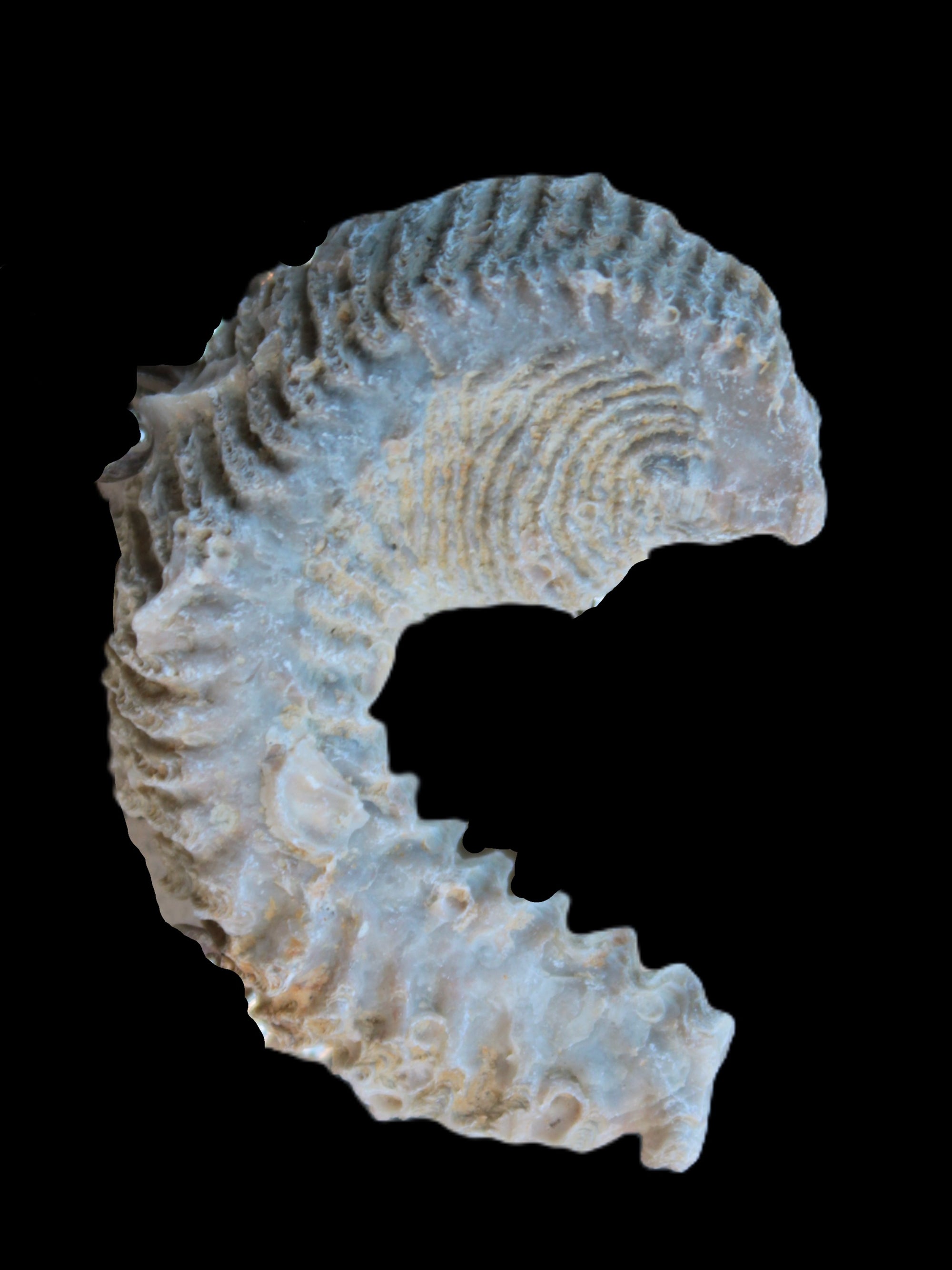 Zipper Oyster half from Madagascar 18.1-24.7g Rocks and Things