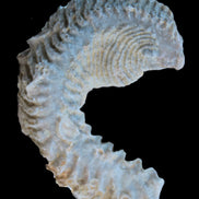 Zipper Oyster half from Madagascar 18.1-24.7g Rocks and Things