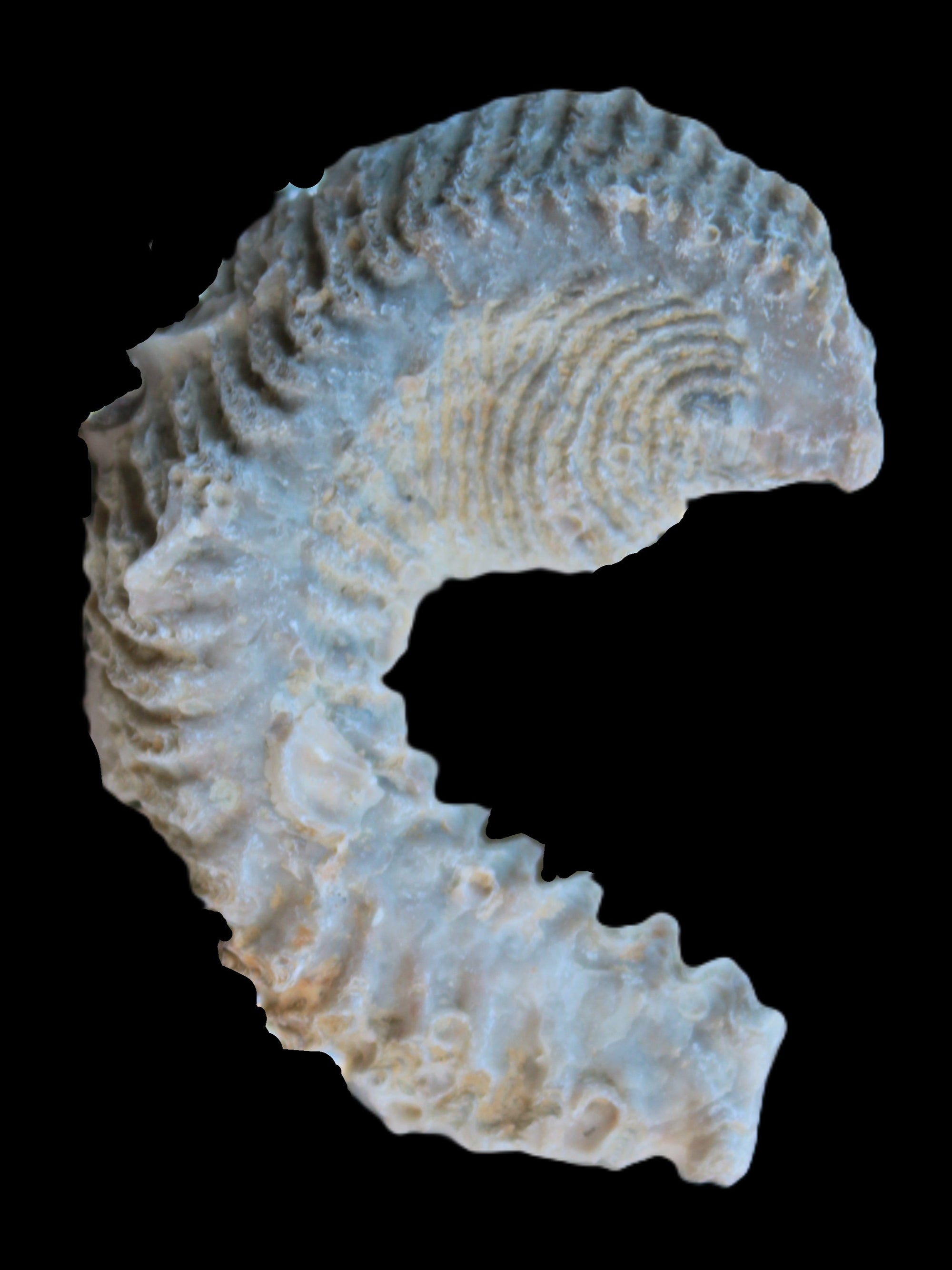 Zipper Oyster half from Madagascar 18.1-24.7g Rocks and Things