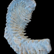 Zipper Oyster half from Madagascar 18.1-24.7g Rocks and Things