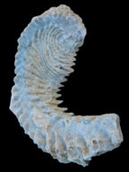 Zipper Oyster half from Madagascar 18.1-24.7g Rocks and Things