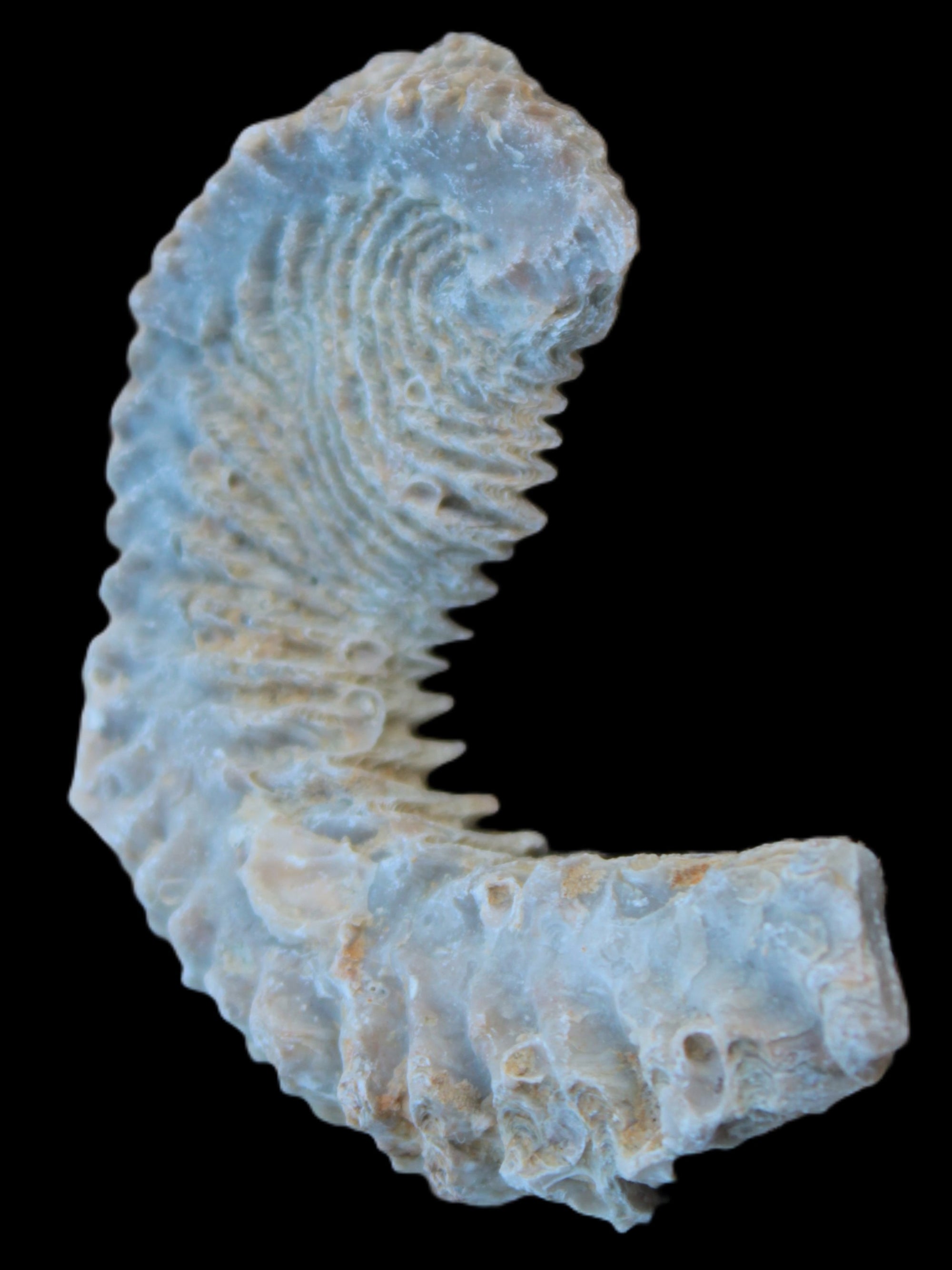 Zipper Oyster half from Madagascar 18.1-24.7g Rocks and Things