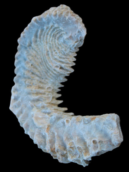 Zipper Oyster half from Madagascar 18.1-24.7g Rocks and Things