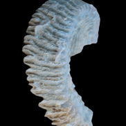 Zipper Oyster half from Madagascar 18.1-24.7g Rocks and Things