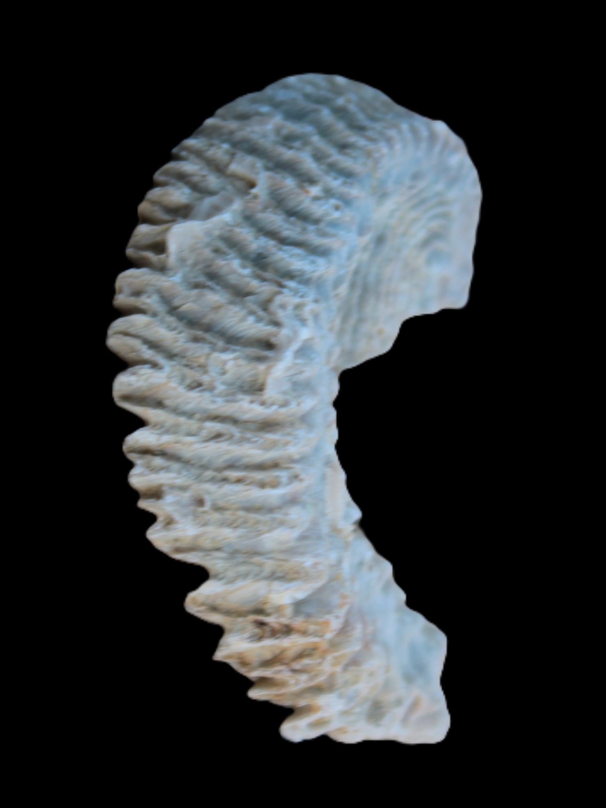 Zipper Oyster half from Madagascar 18.1-24.7g Rocks and Things