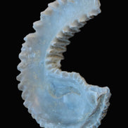 Zipper Oyster half from Madagascar 18.1-24.7g Rocks and Things