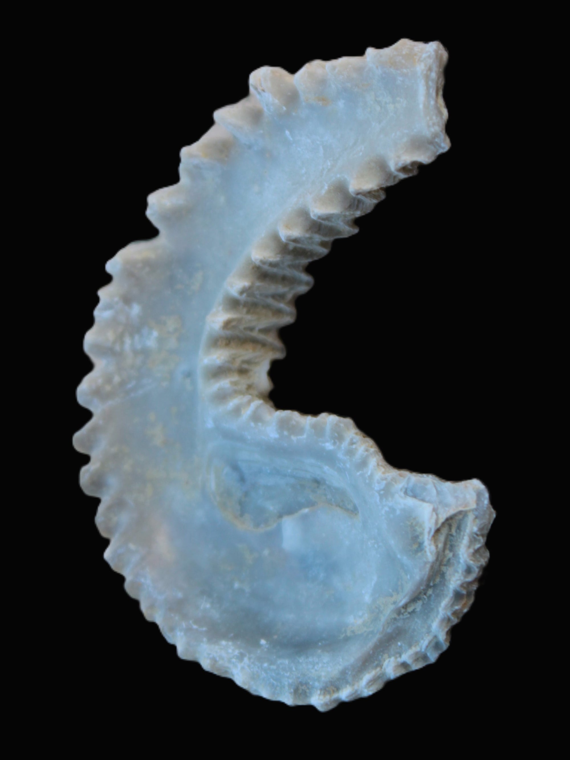 Zipper Oyster half from Madagascar 18.1-24.7g Rocks and Things