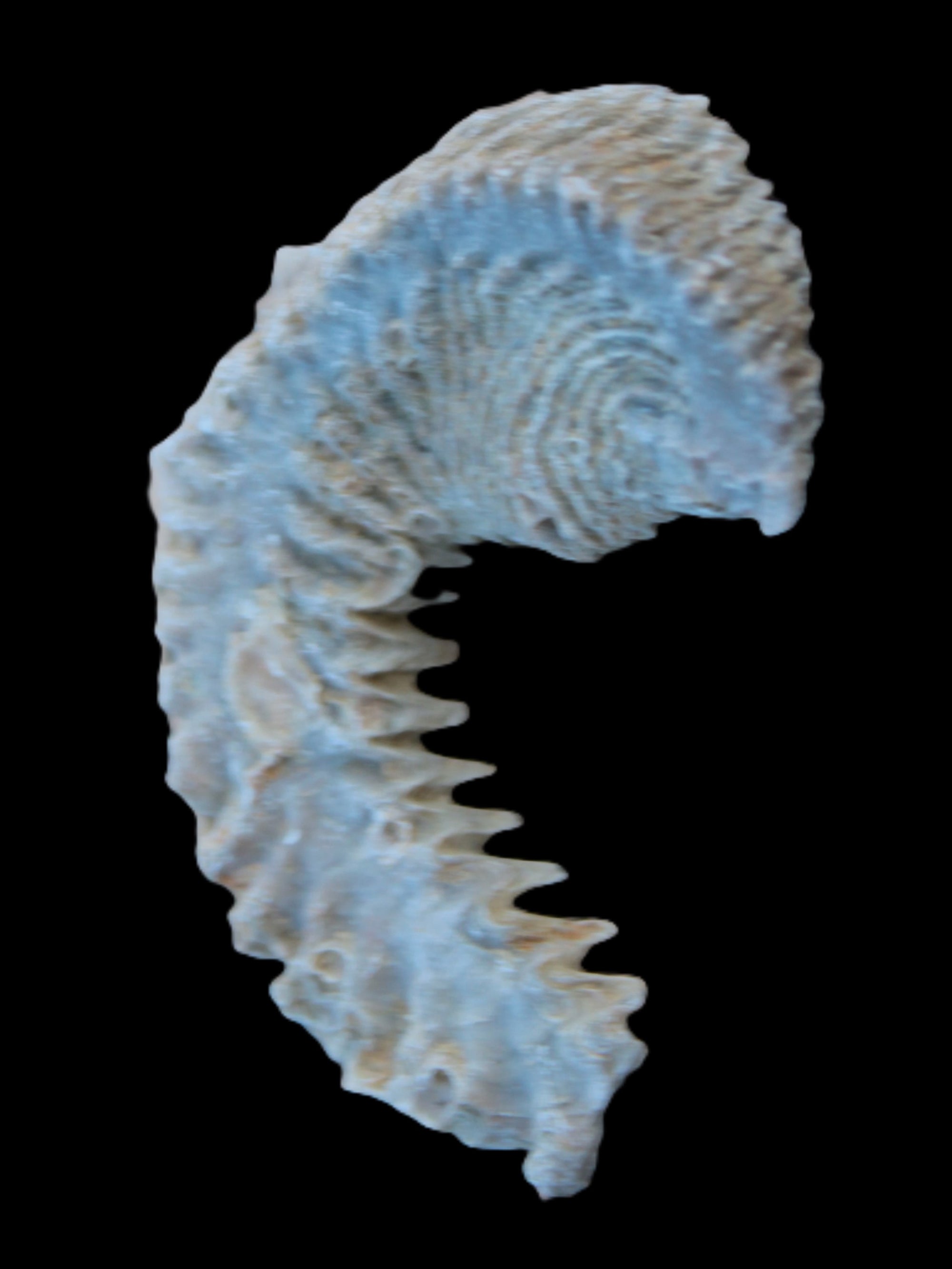 Zipper Oyster half from Madagascar 18.1-24.7g Rocks and Things