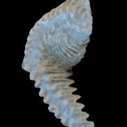 Zipper Oyster half from Madagascar 18.1-24.7g Rocks and Things