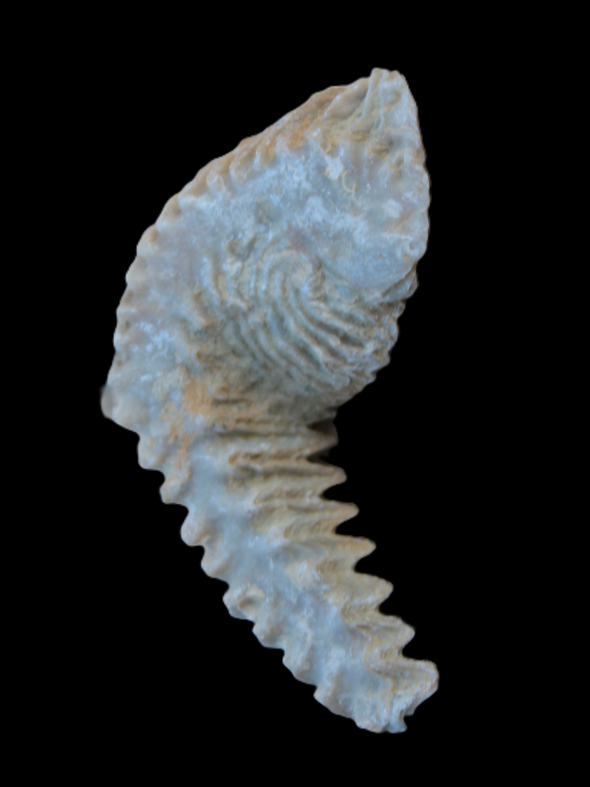 Zipper Oyster half from Madagascar 18.1-24.7g Rocks and Things