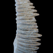 Zipper Oyster half from Madagascar 18.1-24.7g Rocks and Things