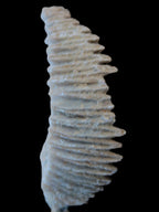 Zipper Oyster half from Madagascar 18.1-24.7g Rocks and Things