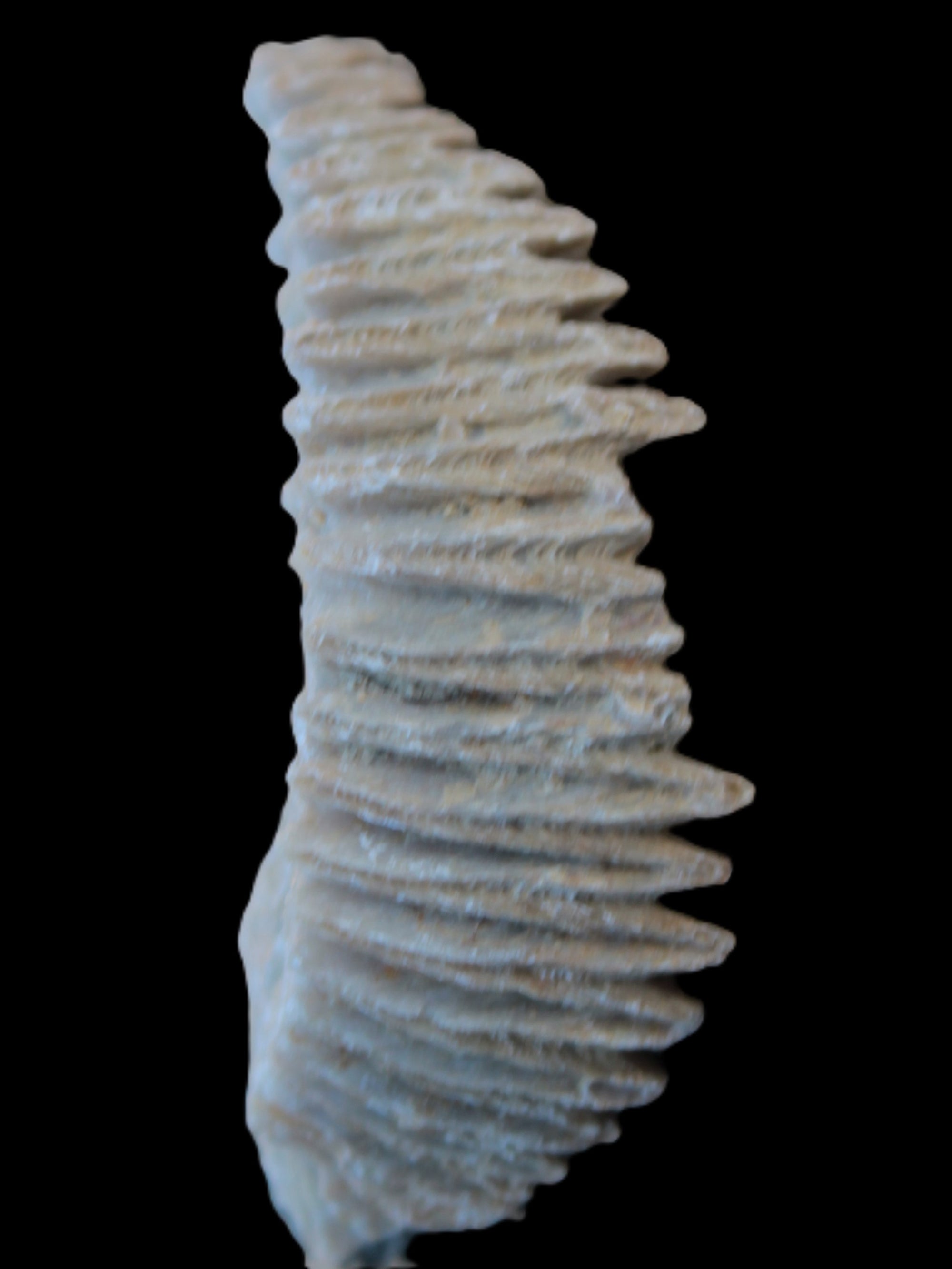 Zipper Oyster half from Madagascar 18.1-24.7g Rocks and Things