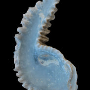 Zipper Oyster half from Madagascar 18.1-24.7g Rocks and Things