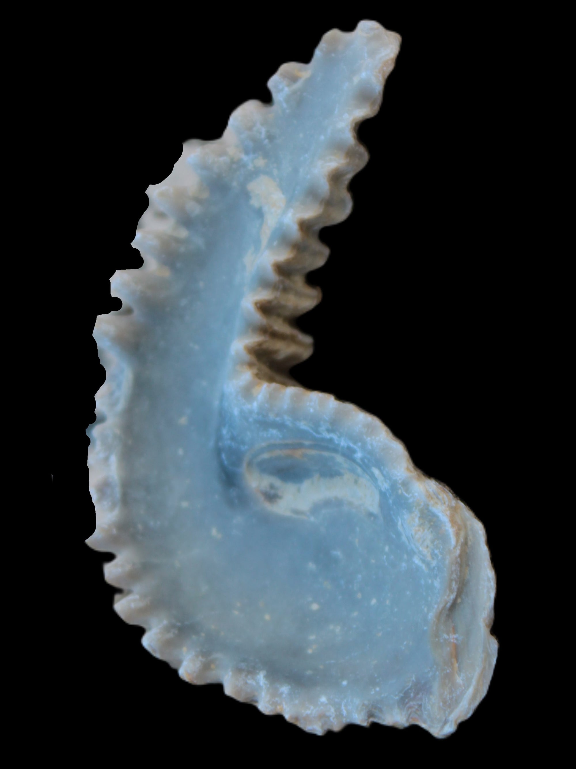Zipper Oyster half from Madagascar 18.1-24.7g Rocks and Things