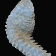 Zipper Oyster half from Madagascar 18.1-24.7g Rocks and Things