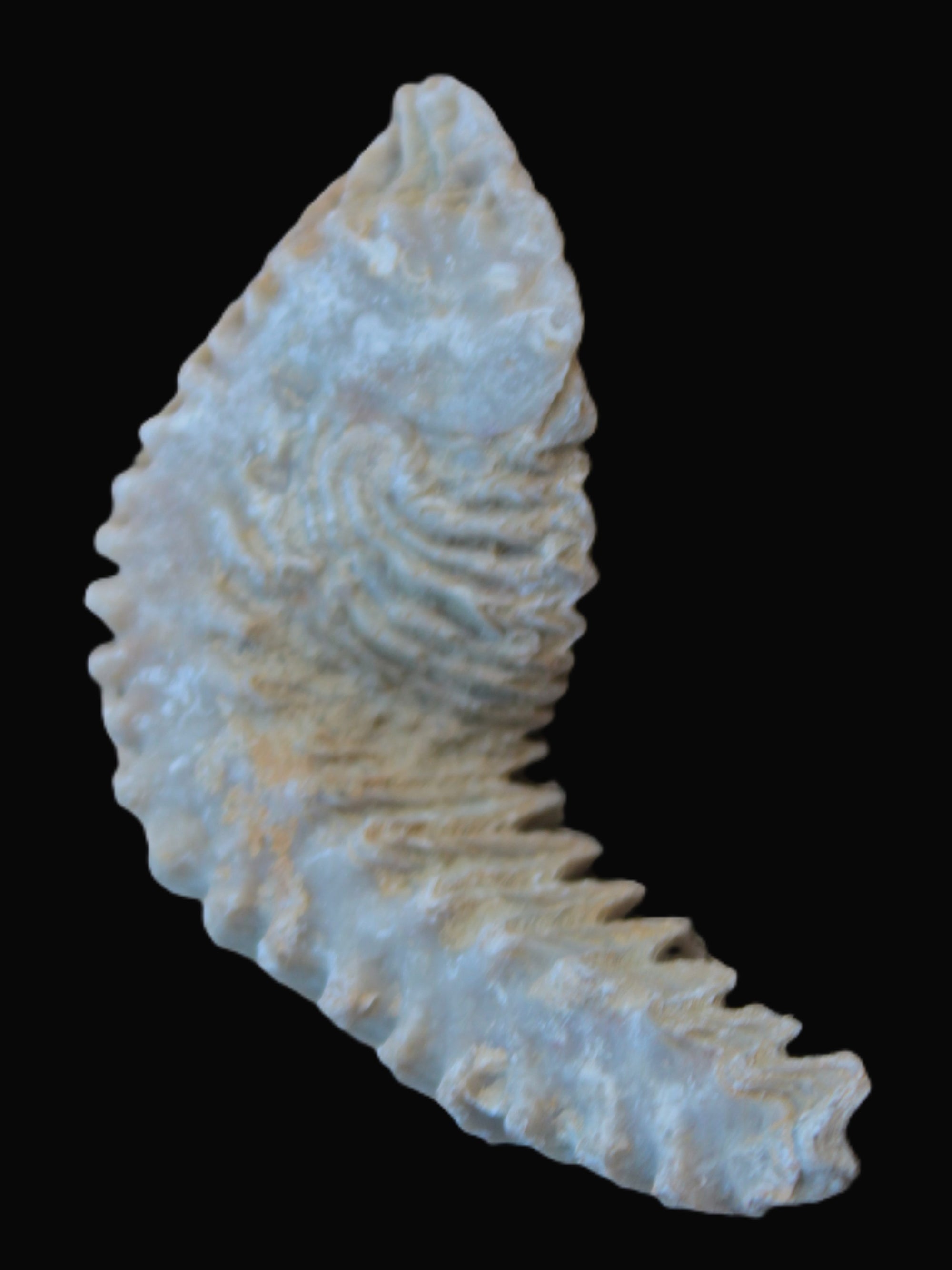 Zipper Oyster half from Madagascar 18.1-24.7g Rocks and Things