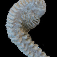 Zipper Oyster half from Madagascar 18.1-24.7g Rocks and Things