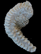 Zipper Oyster half from Madagascar 18.1-24.7g Rocks and Things