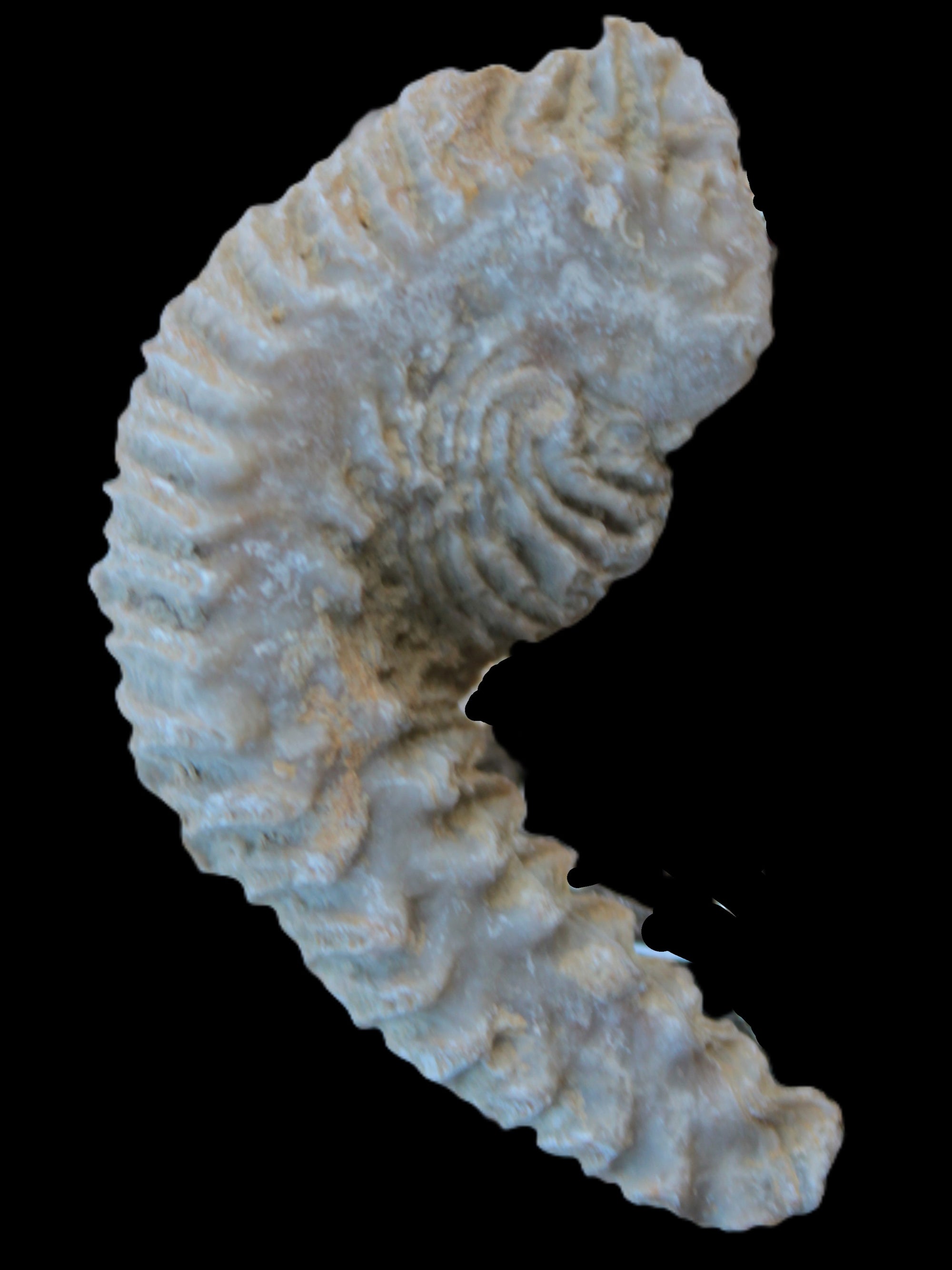 Zipper Oyster half from Madagascar 18.1-24.7g Rocks and Things