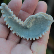 Zipper Oyster half from Madagascar 18.1-24.7g Rocks and Things