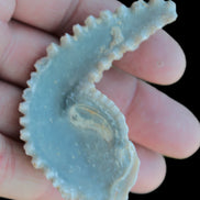 Zipper Oyster half from Madagascar 18.1-24.7g Rocks and Things