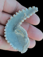Zipper Oyster half from Madagascar 18.1-24.7g Rocks and Things