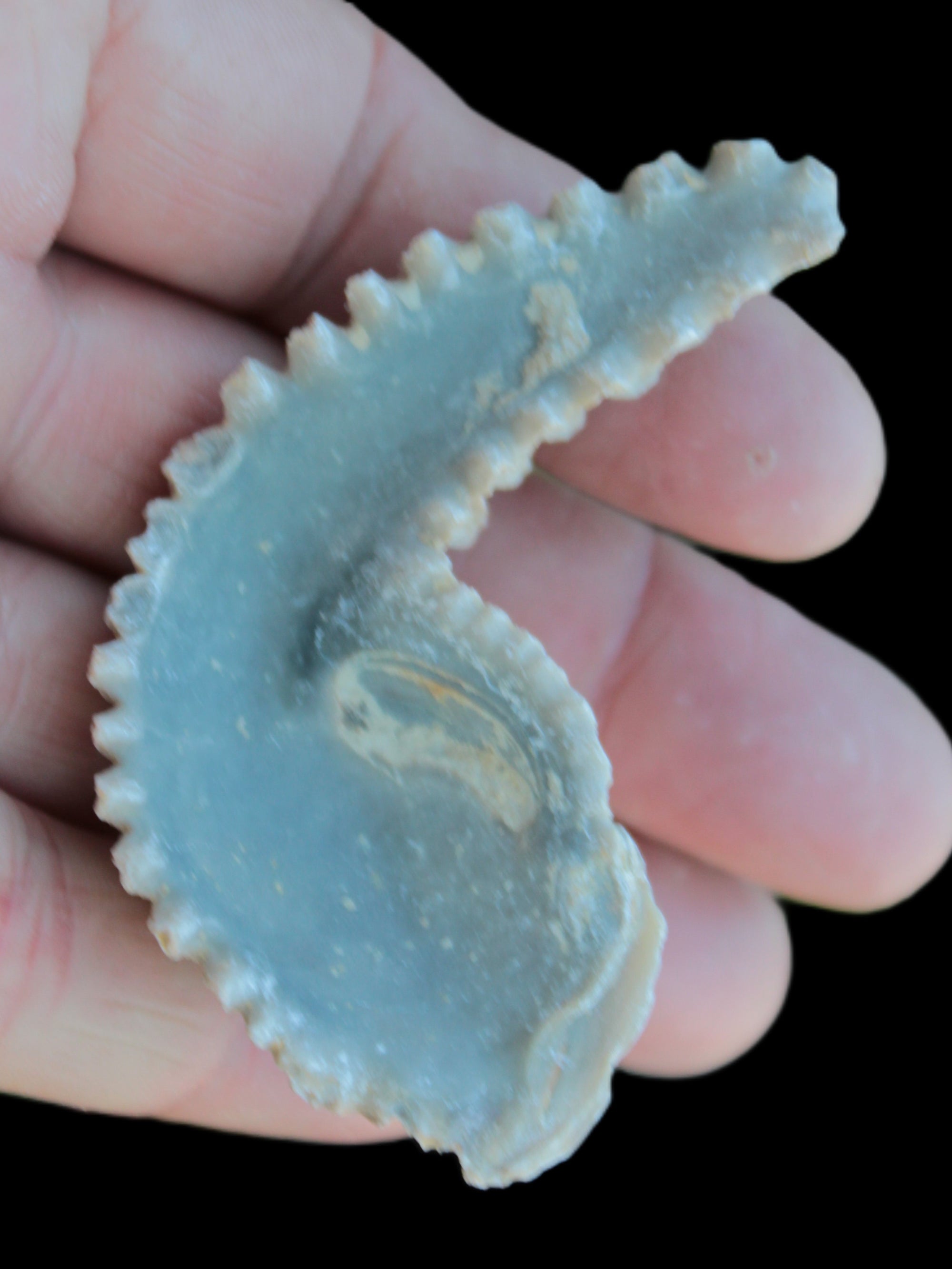 Zipper Oyster half from Madagascar 18.1-24.7g Rocks and Things