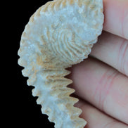 Zipper Oyster half from Madagascar 18.1-24.7g Rocks and Things