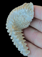 Zipper Oyster half from Madagascar 18.1-24.7g Rocks and Things