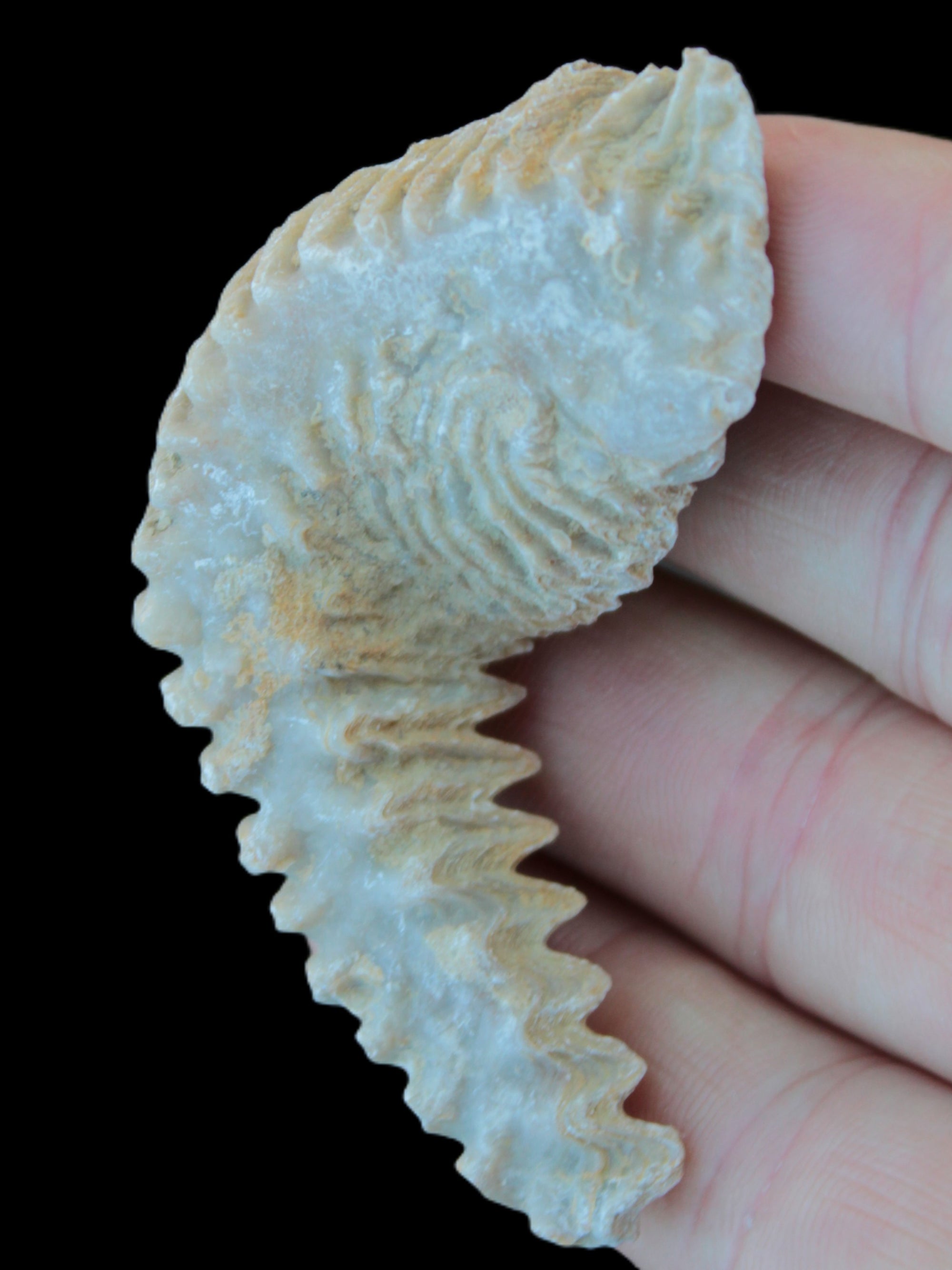 Zipper Oyster half from Madagascar 18.1-24.7g Rocks and Things